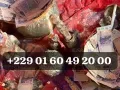 Vrai marabout pour la multiplication d'argent +229 01 60 49 20 00 Comment se passe la multiplication d'argent,
