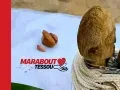 WHATSAPP 002******73 MARABOUT TESSOU : LE SPÉCIALISTE DU RETOUR AFFECTIF RAPIDE